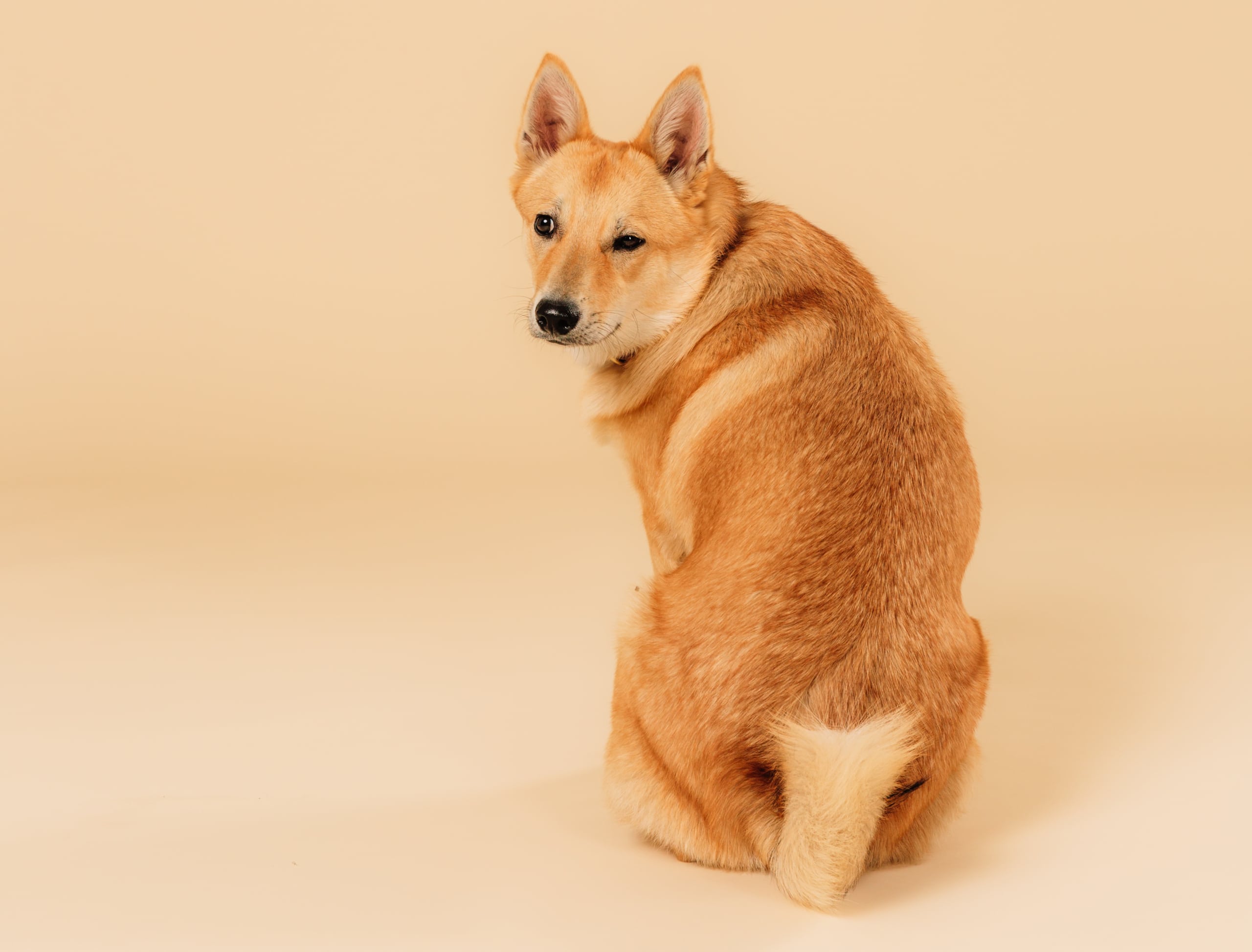 Buddypetfoods-0612